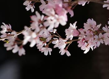 留学日本先吃顿樱花饭喝碗樱花茶