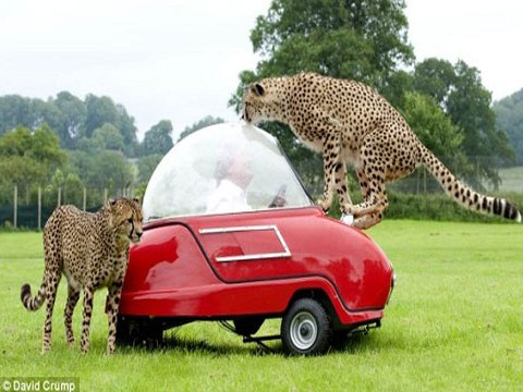 野生动物园的惊险一幕,一名游客驾驶的小型三轮电瓶车引起了两只猎豹